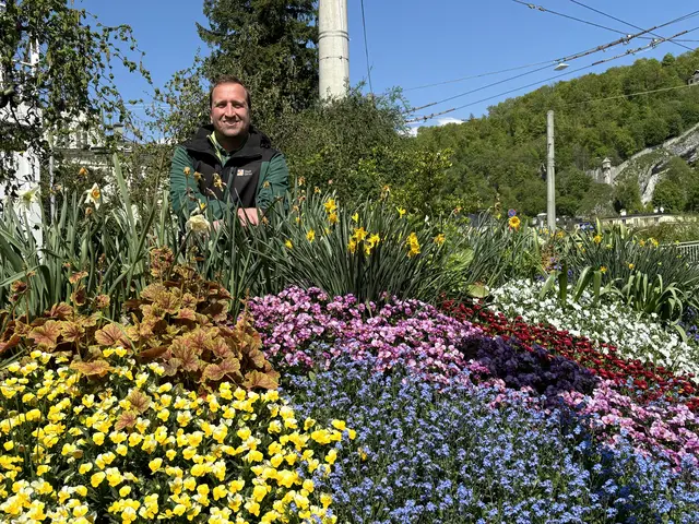 Ein buntes Blütenmeer beim Kreisverkehr am Rudolfsplatz: Stadtgärtner Josef Wanka setzt jedes Jahr auf neue Farben und Pflanzen. | Foto: Lisa Gold