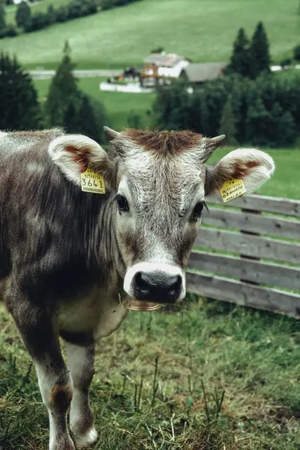 Rindertuberkulose-Fälle führten zu Bestandstötung in einem Betrieb im Bezirk Dornbirn | Foto: unsplash