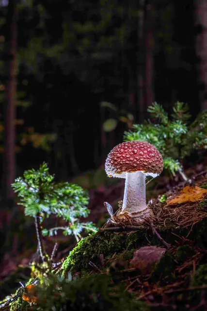 Lignorama Riedau enthüllt ihre Macht – die heimlichen Herrscher 2026