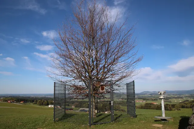 Naturdenkmal Kaiserbuche auf dem Haunsberg