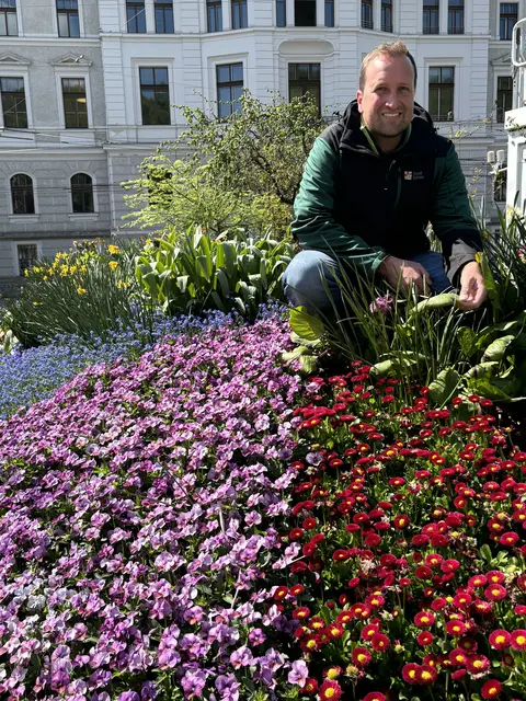 Ein buntes Blütenmeer beim Kreisverkehr am Rudolfsplatz: Stadtgärtner Josef Wanka setzt jedes Jahr auf neue Farben und Pflanzen. | Foto: Lisa Gold