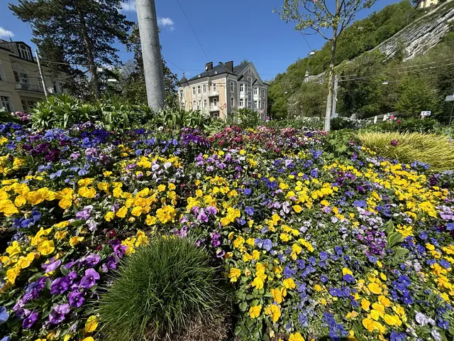 Wie ein farbenfroher Faden ziehen sich bunt blühende Verkehrsinseln und Kreisverkehre durch die Salzburger Stadtteile. Gestaltet und angepflanzt von den Salzburger Stadtgärtnern sind sie ein untrügliches Zeichen dafür, dass der Frühling Einzug gehalten hat. | Foto: Lisa Gold