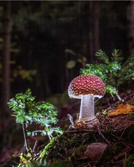 Im Holz- und Werkzeugmuseum Lignorama in Riedau findet am 8. Mai 2026 ein Erlebnis-Vortrag der mykologischen Gesellschaft Linz statt. Thema: Natur erleben - Bäume, die dazugehörigen Pilze und ihre Vitalfunktion.  | Foto: Reinhard Stemmer
