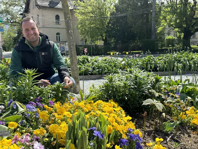 Wie ein farbenfroher Faden ziehen sich bunt blühende Verkehrsinseln und Kreisverkehre durch die Salzburger Stadtteile. Gestaltet und angepflanzt von den Salzburger Stadtgärtnern sind sie ein untrügliches Zeichen dafür, dass der Frühling Einzug gehalten hat. | Foto: Lisa Gold