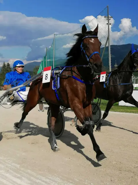 Die Trabrennen in Altheim haben Tradition. | Foto: Renn- und Reitverein Altheim