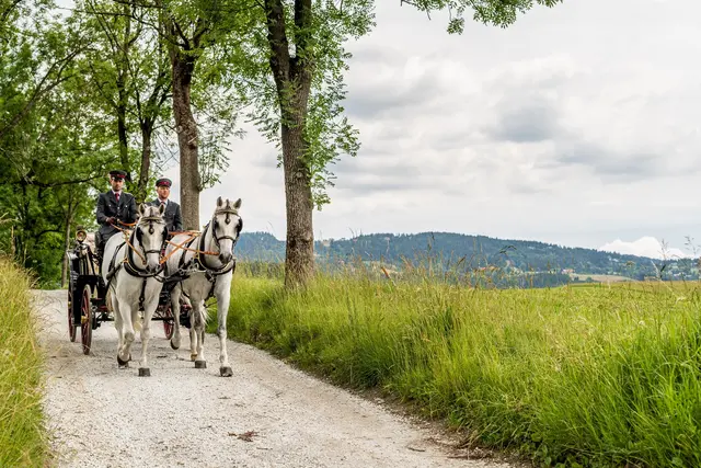 Gewinne eine Kutschenfahrten mit den weltberühmten weißen Pferden des Lipizzanergestüts Piber. | Foto: TV Region Graz - Die Abbilderei