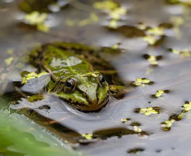 Glatte Wände aus Beton oder Metall verwandeln Pools und Teiche schnell in ein Gefängnis für Amphibien. | Foto: Reinhold Templ