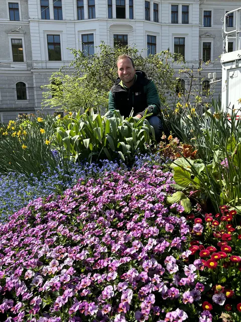 Ein buntes Blütenmeer beim Kreisverkehr am Rudolfsplatz: Stadtgärtner Josef Wanka setzt jedes Jahr auf neue Farben und Pflanzen. | Foto: Lisa Gold