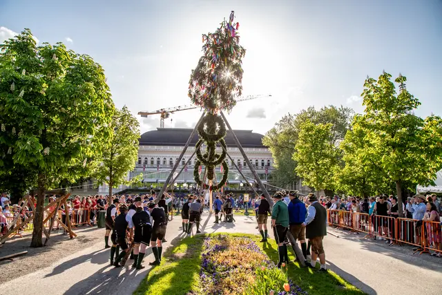 Traditionelles Maibaumaufstellen im Bad Ischler Kurpark. | Foto: Christoph Lenzenweger (Archivfoto)