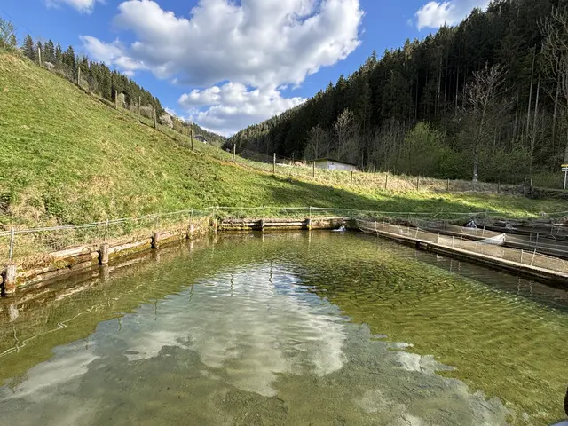 Klares Wasser ist die Grundlage für besten heimischen Fisch. | Foto: MeinBezirk/Helmut Riedl