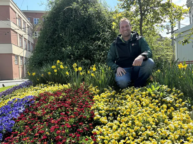 Ein buntes Blütenmeer beim Kreisverkehr am Rudolfsplatz: Stadtgärtner Josef Wanka setzt jedes Jahr auf neue Farben und Pflanzen. | Foto: Lisa Gold