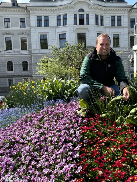 Ein buntes Blütenmeer beim Kreisverkehr am Rudolfsplatz: Stadtgärtner Josef Wanka setzt jedes Jahr auf neue Farben und Pflanzen. | Foto: Lisa Gold