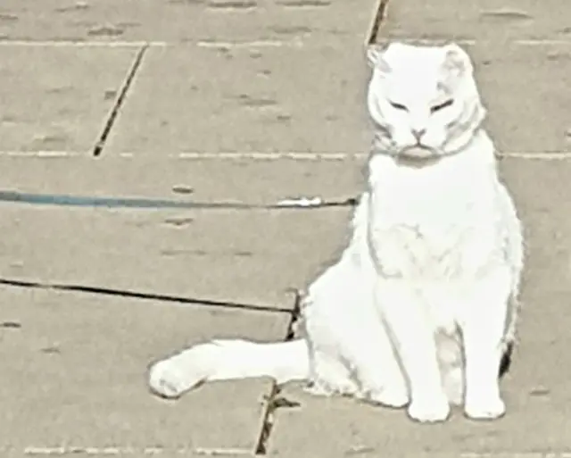 Während die Katzenmama...