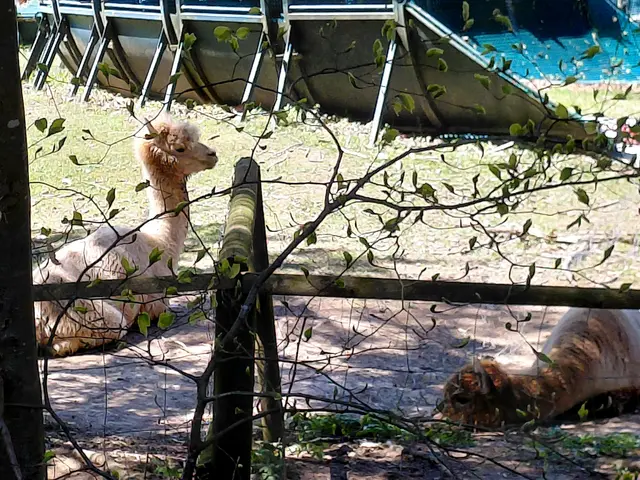Alpakas am Weg zu Waldhof Alm. | Foto: H.Bachinger