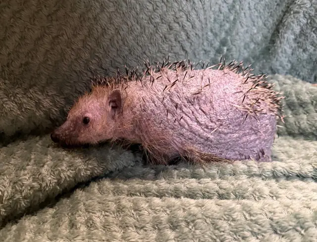 Dieser kleine Kerl brauchte augenscheinlich Hilfe. | Foto: Pfotenhilfe