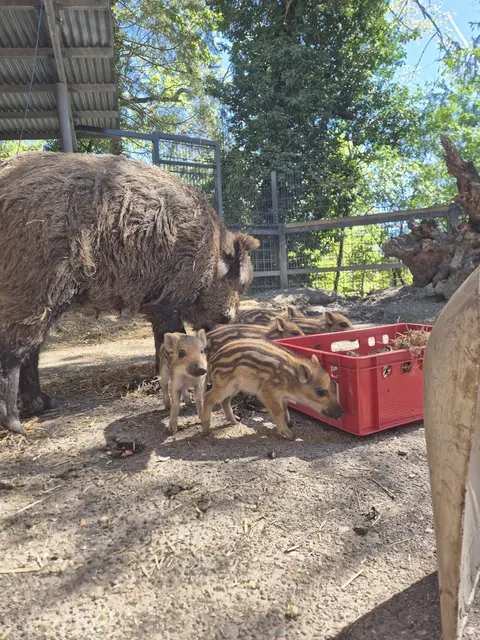 Fünf kleine Wildschwein-Frischlinge erkunden ihr neues Zuhause im Alpenzoo. | Foto: Alpenzoo