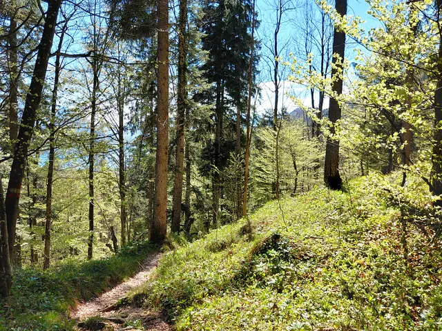 Schöne Waldwege  | Foto: H.Bachinger