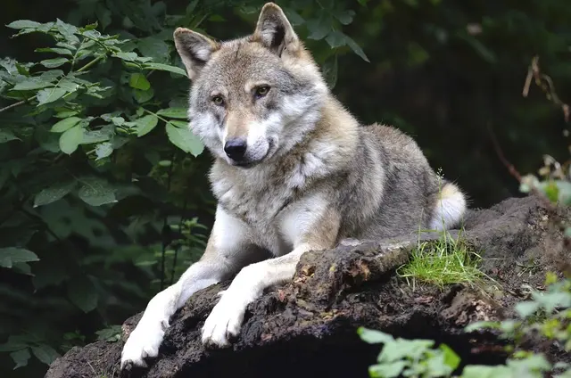 In Gschnitz wurde ein Wolf in der Nähe von Wohnräumen gesichtet.  | Foto: pixabay