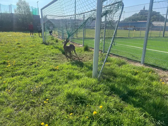 Ein Reh hat sich am Samstagvormittag mit seinem Geweih im Netz eines Fußballtores verhakt und konnte sich nicht mehr selbst befreien.  | Foto: Stadtfeuerwehr Güssing