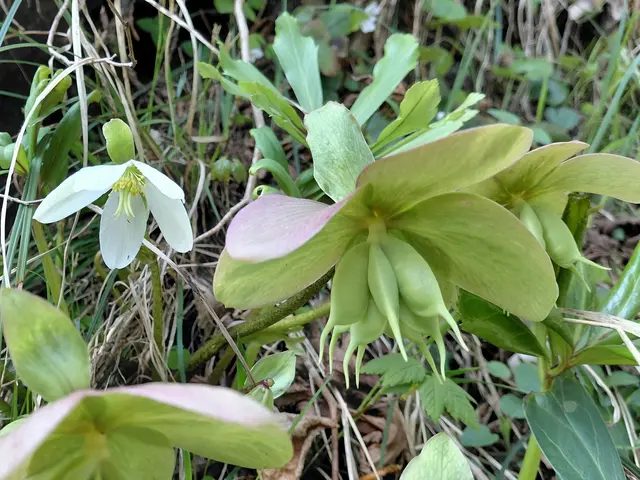 Sehr viele Schneerosen  | Foto: H.Bachinger