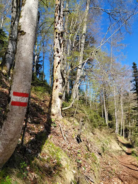Weiter geht's Richtung Hochlackenhof | Foto: H.Bachinger