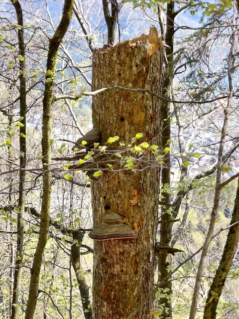 Riesige Baumschwämme. | Foto: H.Bachinger