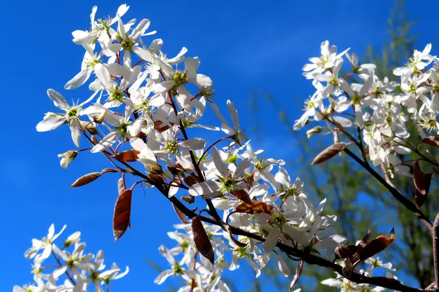 Die Sternmagnolien bilden da keine Ausnahme