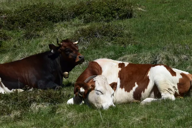 Foto: Friedl Schwaighofer