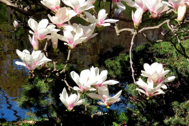 Das sind aber auch wirklich wunderschöne, romantische Blüten