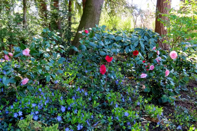 Im Schatten der großen Bäume verstecken sich Kamelien in verschiedenen Farben und Immergrün