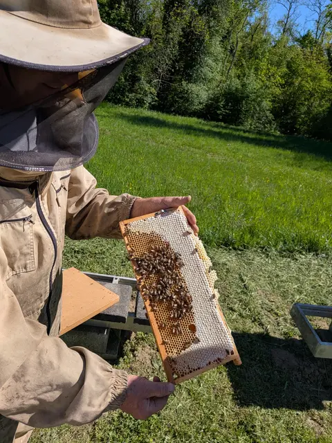 Imkern im Biosphärenpark: Einblicke in ein sensibles Zusammenspiel von Bienen, Landschaft und Landwirtschaft