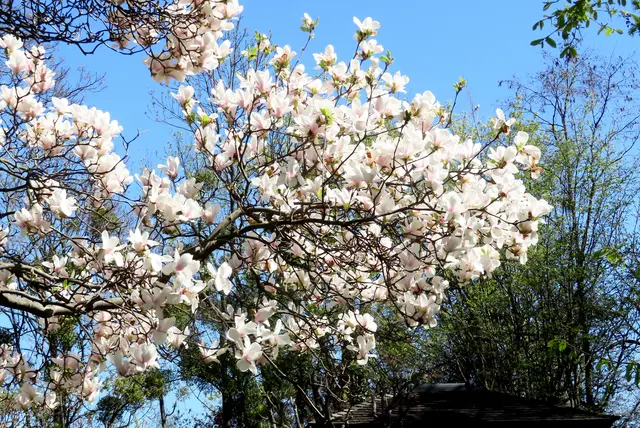 Besonders beeindruckend war zu dieser Zeit die Magnolienblüte