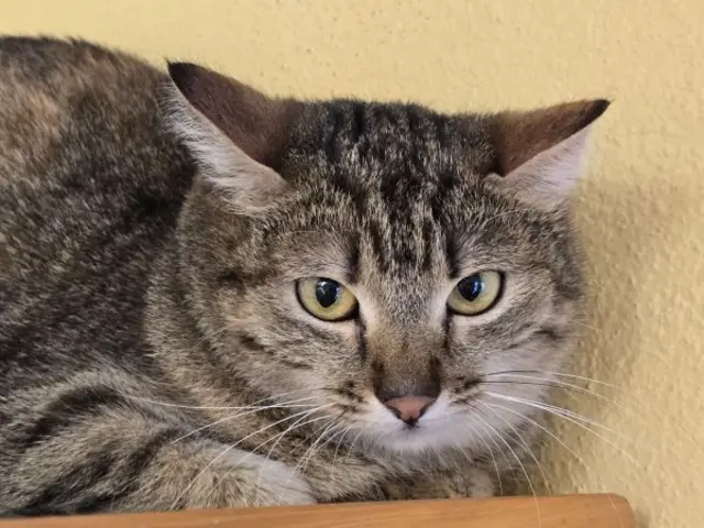 Momo ist eine freundliche, aber schüchterne und sensible Katze. | Foto: TSV St. Pölten