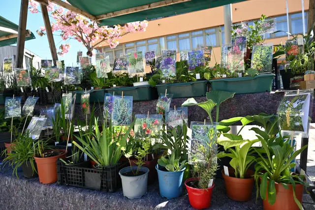Vielfältiger Pflanzenmarkt in Altmünster