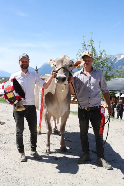 Leistungsschau der Tiroler Braunviehzüchter in Tulfes