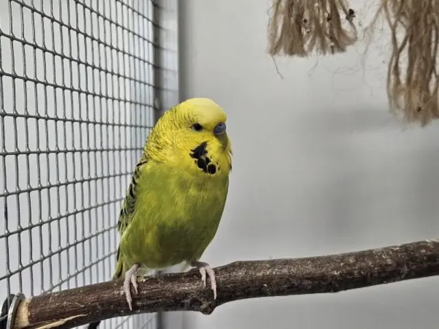 Chipsi ist ein neugieriger und fröhlicher Geselle und liebt es den lieben langen Tag zu zwitschern und herumzufliegen. | Foto: TSV St. Pölten
