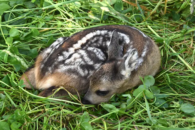 80 Freiwillige retten Rehkitze in Tirol mit ihrer Drohne