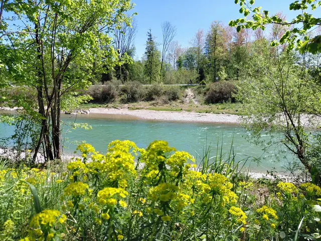 An der Saalach  | Foto: H.Bachinger