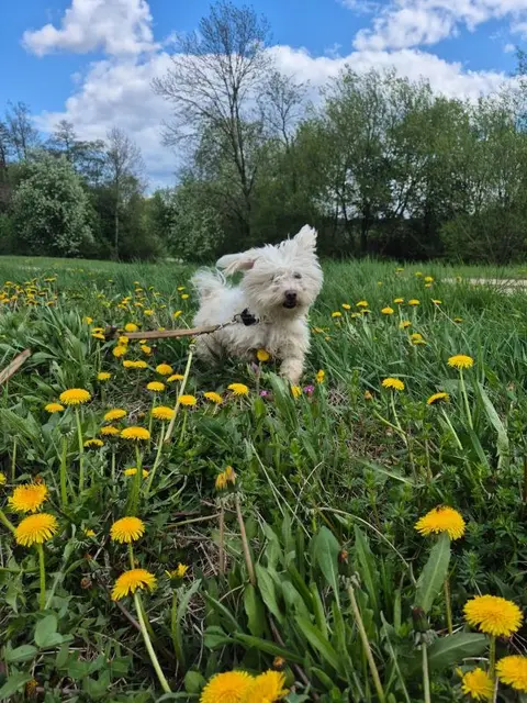 Schlumpfi ist ein freundlicher kleiner Malteser. | Foto: TSV St. Pölten