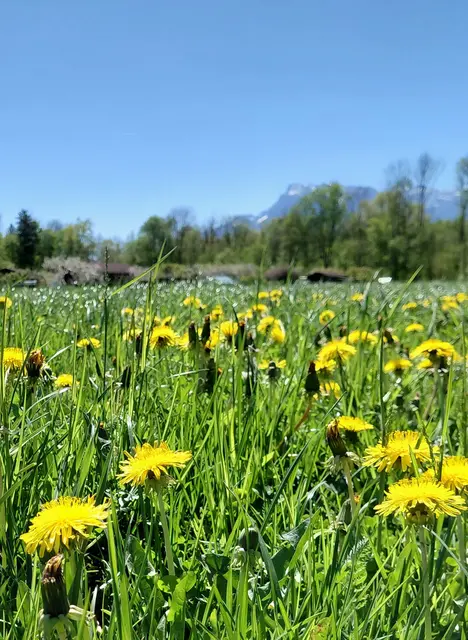 Im Hintergrund der Untersberg  | Foto: H.Bachinger