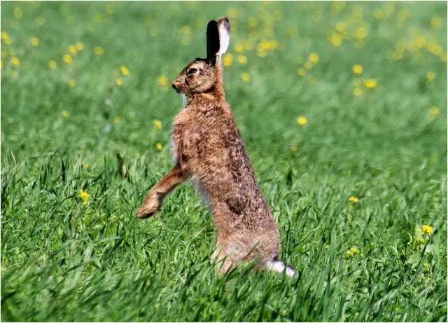 ..die Feldhasen waren heute unterwegs 