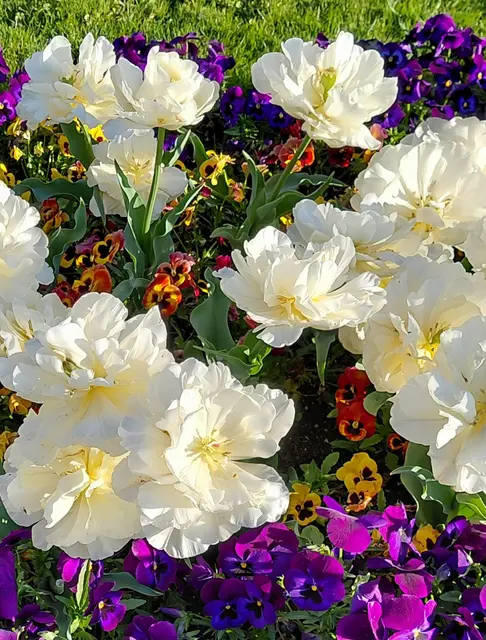 Tulpen und Stiefmütterchen  | Foto: H.Bachinger