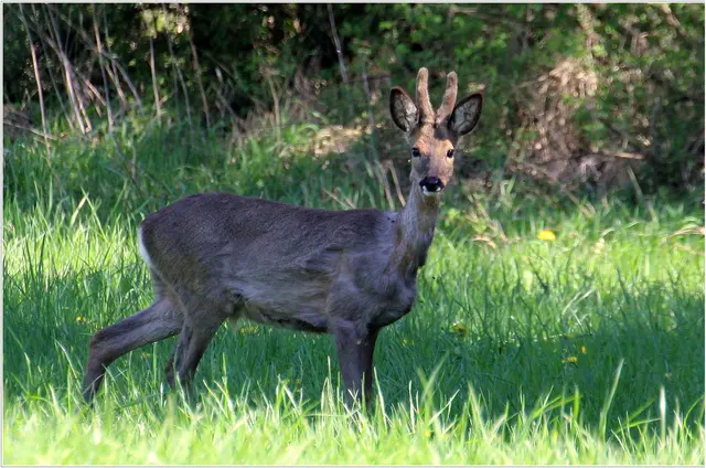 ....am Rande der Saalachau 