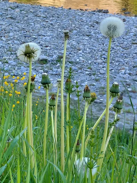 Pusteblume an der Salzach  | Foto: H.Bachinger
