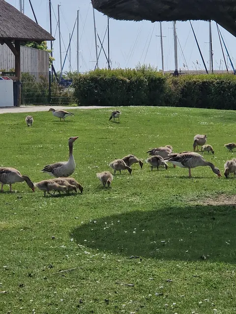 Unterwegs mit dem Nachwuchs, den Gössel.