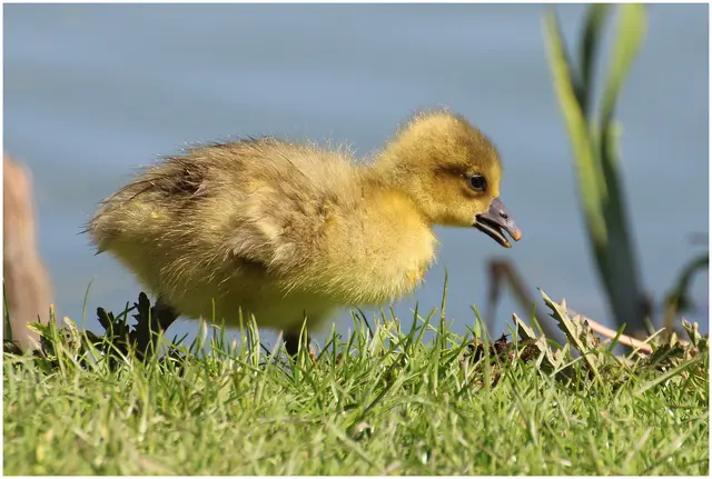 wieder Graugänse- Nachwuchs am Weiher  