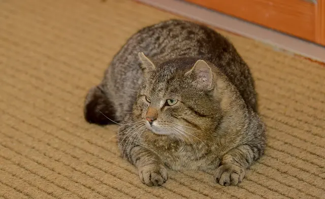 Foto: Gerhard Pulsinger