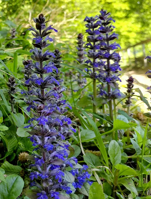 Günsel | Foto: H.Bachinger