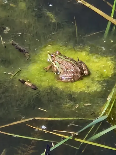 Frosch