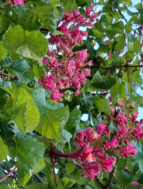 Kastanienblüte | Foto: H.Bachinger